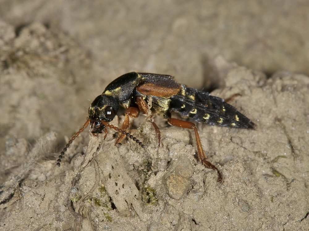 Staphylinus dimidiaticornis addormentato.